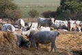 Hungarian gray cows Royalty Free Stock Photo
