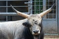 The Hungarian Grey also known as Hungarian Steppe Cattle cud chewing while lying on the ground Royalty Free Stock Photo