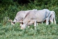 Hungarian Grey beef cattle grazing on the grass Royalty Free Stock Photo