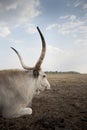 Hungarian grey cattle, Royalty Free Stock Photo