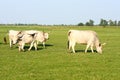 Hungarian grey cattle Royalty Free Stock Photo