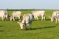 Hungarian grey cattle Royalty Free Stock Photo