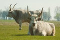 Hungarian Grey Cattle Royalty Free Stock Photo
