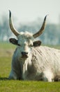 Hungarian Grey Cattle Royalty Free Stock Photo