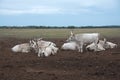 Hungarian grey cattle Royalty Free Stock Photo