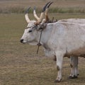 Hungarian grey cattle Royalty Free Stock Photo