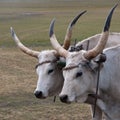 Hungarian grey cattle Royalty Free Stock Photo