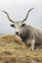 Hungarian grey cattle on animal farm Royalty Free Stock Photo