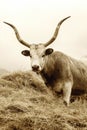 Hungarian grey cattle on animal farm Royalty Free Stock Photo