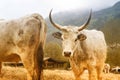 Hungarian grey cattle on animal farm Royalty Free Stock Photo