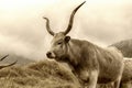 Hungarian grey cattle on animal farm Royalty Free Stock Photo