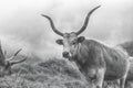 Hungarian grey cattle on animal farm Royalty Free Stock Photo