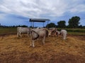 Hungarian grey cattle, bos primigenius taurus hungaricus Royalty Free Stock Photo