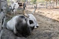 Hungarian grey cattle bull with cow and calf, Hungary Royalty Free Stock Photo