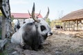 Hungarian grey cattle bull with cow and calf, Hungary