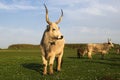 Hungarian Grey cattle cows with long dangerous horn on floral sp