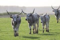 Heard of Hungarian Grey cattle cows with long dangerous horn