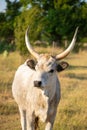 Hungarian grey cattle Royalty Free Stock Photo