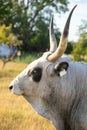 Hungarian grey cattle Royalty Free Stock Photo