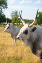 Hungarian grey cattle Royalty Free Stock Photo
