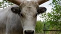 Hungarian Grey cattle head (Magyar szÃÂ¼rke). Also known as Hungarian Steppe Cattle - Hungary Royalty Free Stock Photo