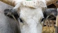 Hungarian Grey cattle head (Magyar szÃÂ¼rke). Also known as Hungarian Steppe Cattle - Hungary Royalty Free Stock Photo