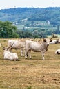 Hungarian grey cattle heard on the field Royalty Free Stock Photo