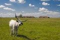 Hungarian Grey cattle Hungarian: `Magyar Szurke`, also known as Hungarian Steppe cattle, is an ancient breed of Royalty Free Stock Photo