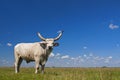 Hungarian Grey cattle Hungarian: `Magyar Szurke`, also known as Hungarian Steppe cattle, is an ancient breed of Royalty Free Stock Photo