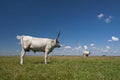 Hungarian Grey cattle Hungarian: `Magyar Szurke`, also known as Hungarian Steppe cattle, is an ancient breed of Royalty Free Stock Photo