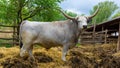 Hungarian Grey cattle (Magyar szÃÂ¼rke) in the corral. Also known as Hungarian Steppe Cattle. Hungary Royalty Free Stock Photo