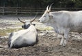 Two hungarian grey cattle Royalty Free Stock Photo