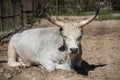 Hungarian grey cattle relax outdoor on zoo Royalty Free Stock Photo