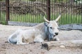 Hungarian grey cattle relax outdoor on zoo Royalty Free Stock Photo