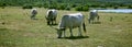 Hungarian Grey Cattle - SzÃÂ¼rkemarha Royalty Free Stock Photo