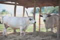 Hungarian Grey Cattle Royalty Free Stock Photo