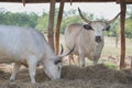 Hungarian Grey Cattle Royalty Free Stock Photo