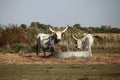 Hungarian Grey cattles