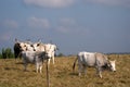 Hungarian grey cattles, Bugac, Hungary Royalty Free Stock Photo