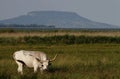 Hungarian grey cow Royalty Free Stock Photo
