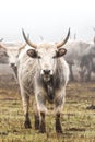 Hungarian grey cow Royalty Free Stock Photo