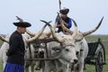 Hungarian Grey Steer and Herdsmen