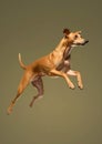Hungarian greyhound dog while jumping