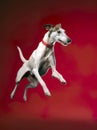 Hungarian greyhound dog while jumping