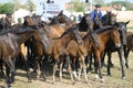 Hungarian herdsmen guide the nonius mares, Hortobagy, Hungary
