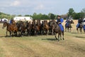 Hungarian herdsmen guide the nonius mares, Hortobagy, Hungary