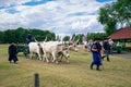 Hungarian herdsmen with traditional grey steers