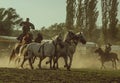 Hungarian horseman ride five horses. He wears the traditional Hungarian national costume for the horse show