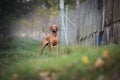 Hungarian hound dog in autumn