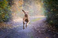 Hungarian hound dog in autumn time